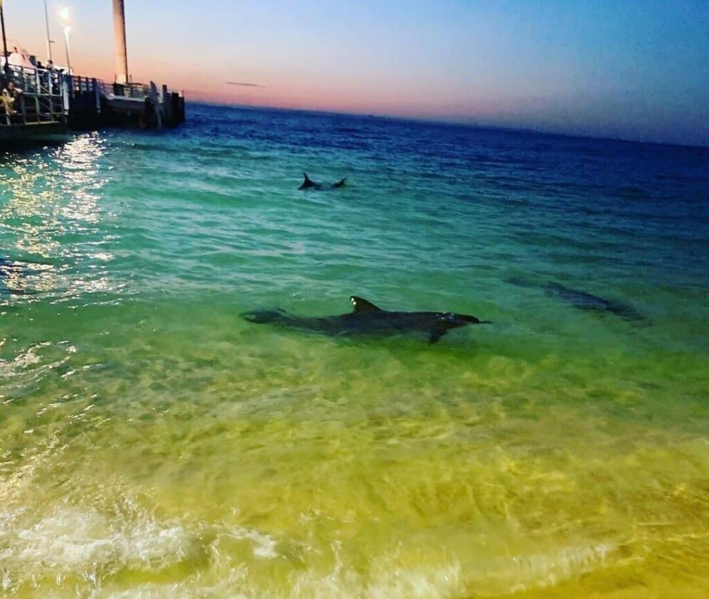dolphin feeding experience