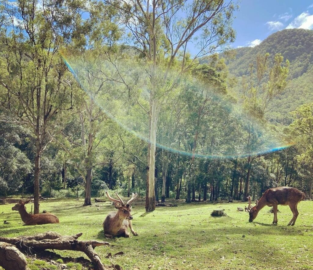 deer sanctuary experience