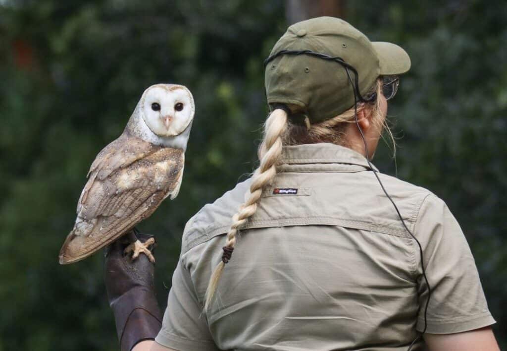 animal experiences in Brisbane