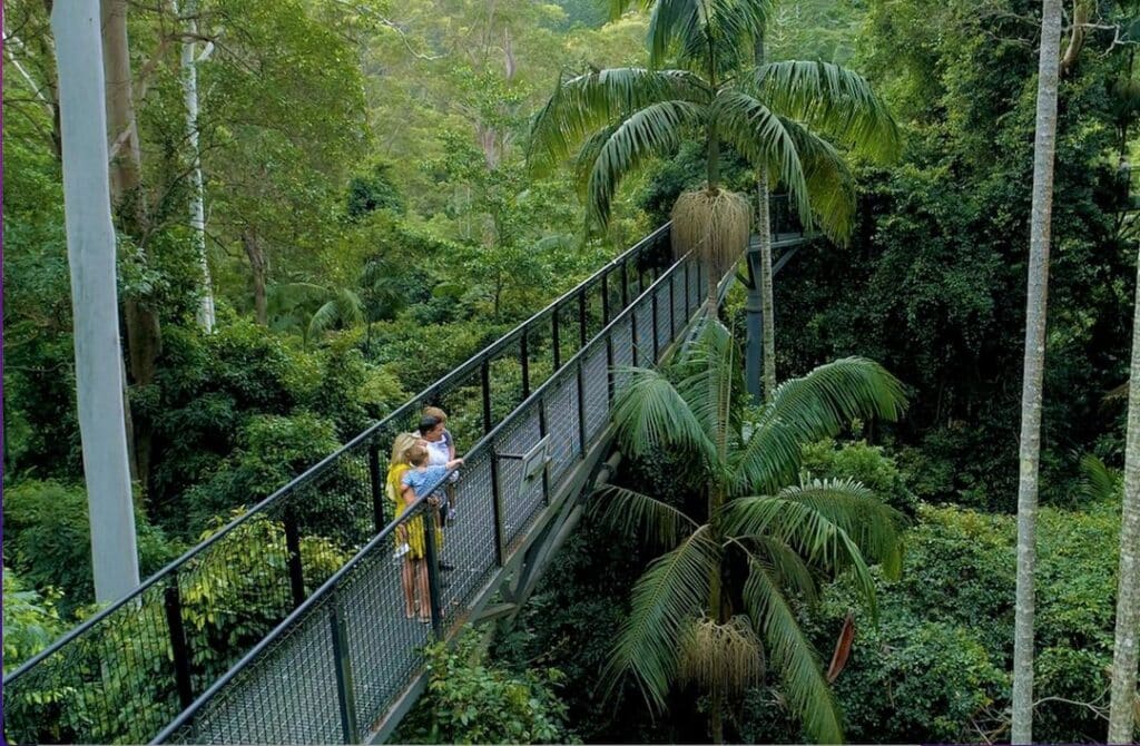 Tamborine Mountain rainforest walk