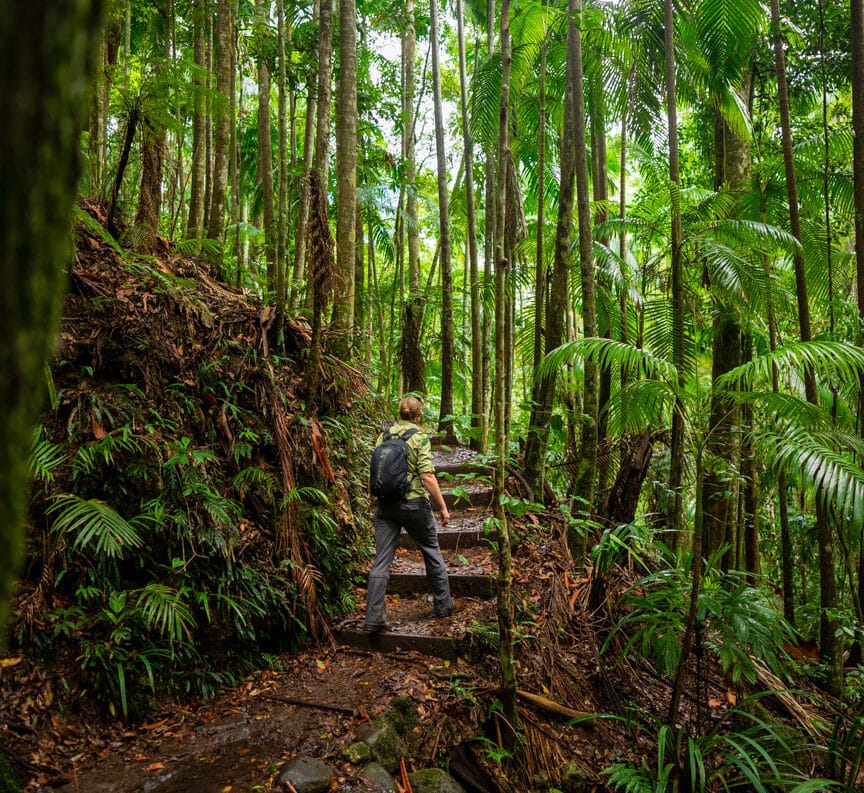 Minyon Falls hiking trail