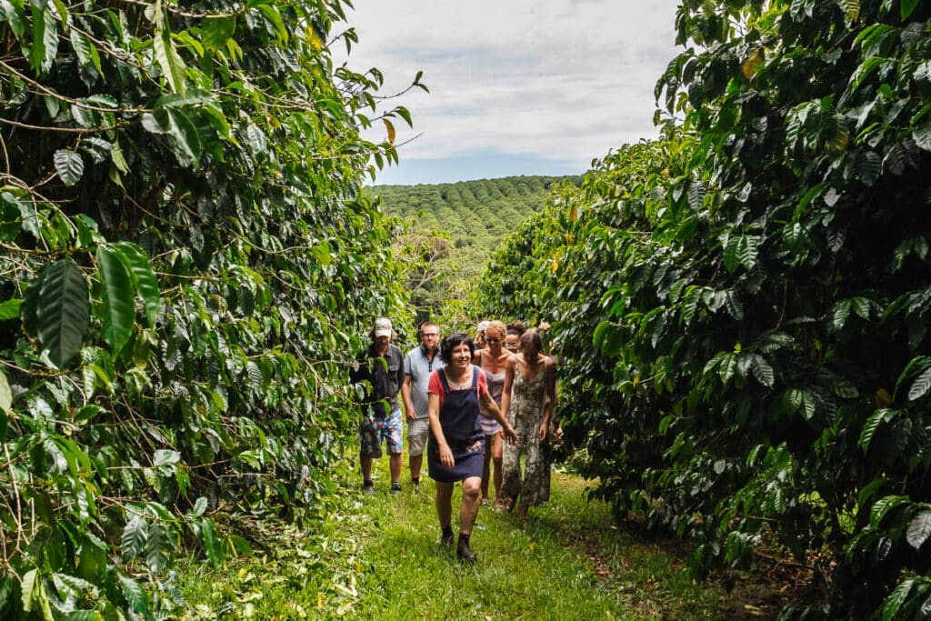 best coffee plantation tour in Byron