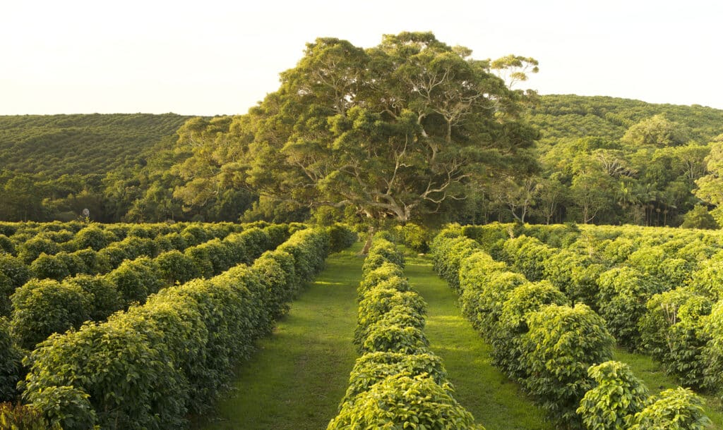 Zentveld's coffee farm