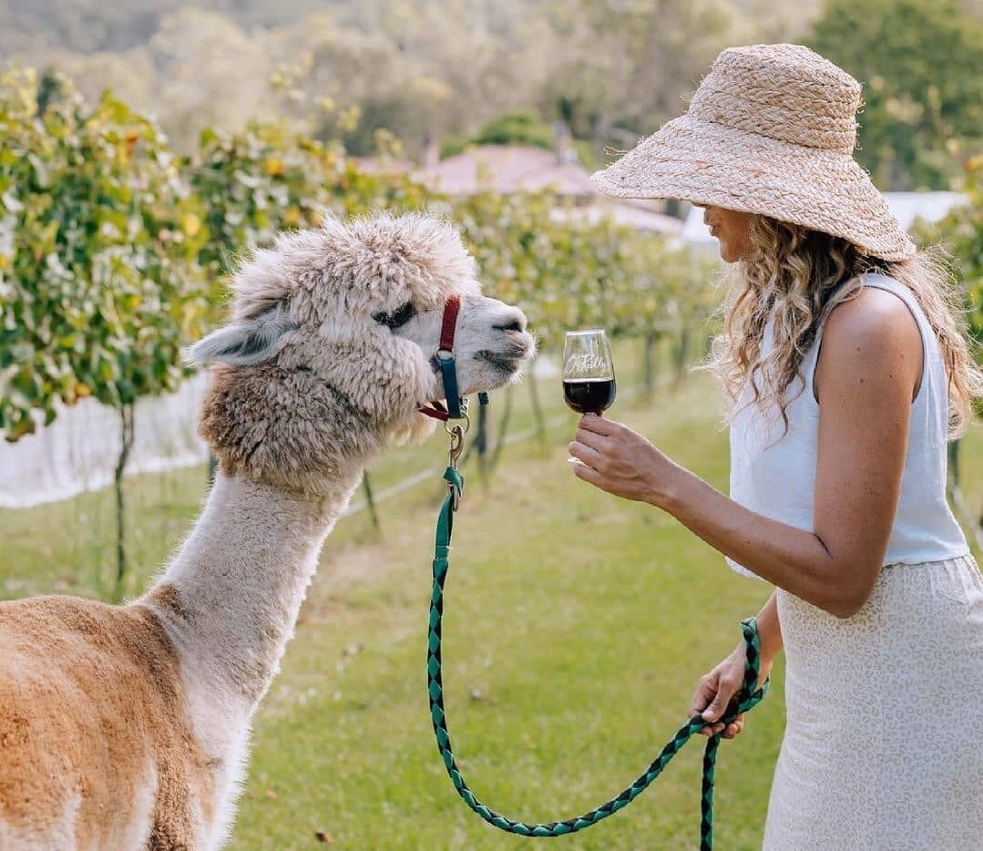 vineyards scenic rim